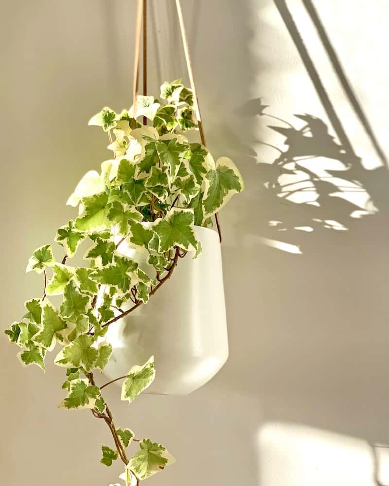 Plantas pendentes de sombra: 5 variedades de fácil cultivo para tem em casa.