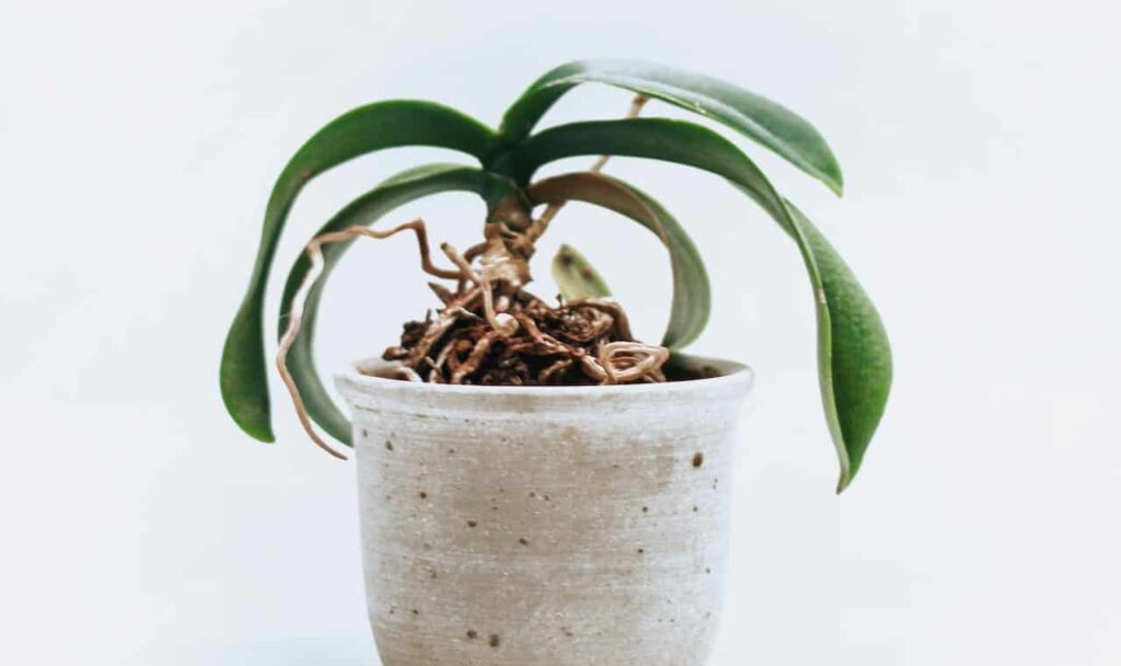 Adubo caseiro para orquídeas florir