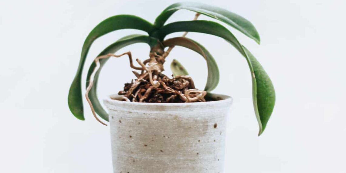 Adubo caseiro para orquídeas florir