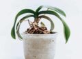 Adubo caseiro para orquídeas florir