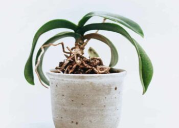 Adubo caseiro para orquídeas florir
