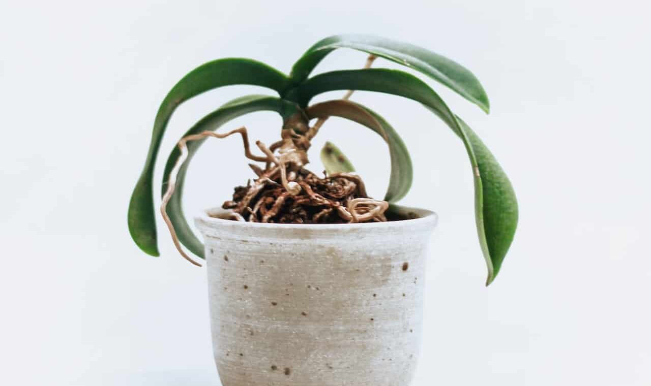 Adubo caseiro para orquídeas florir