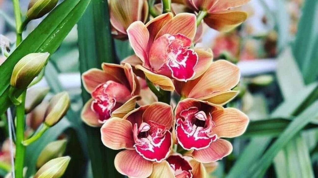 orquidea cymbidium