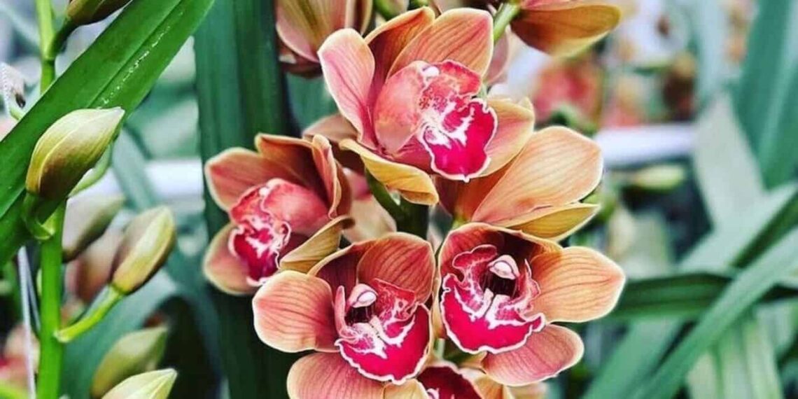 orquidea cymbidium