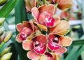 orquidea cymbidium