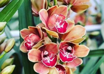 orquidea cymbidium