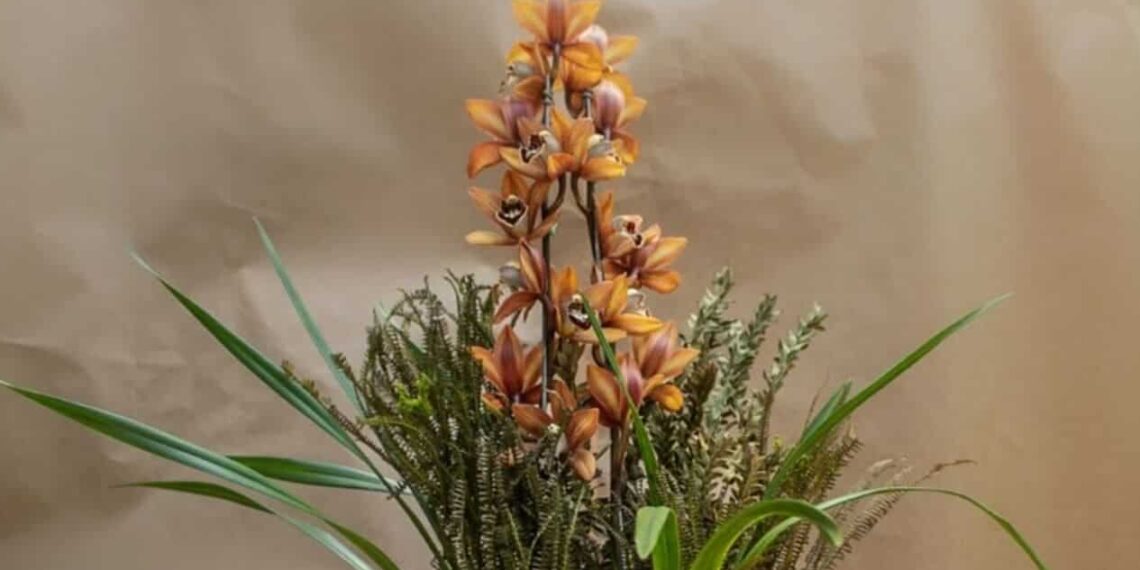 Orquídea cymbidium