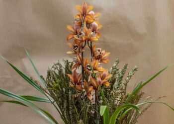 Orquídea cymbidium