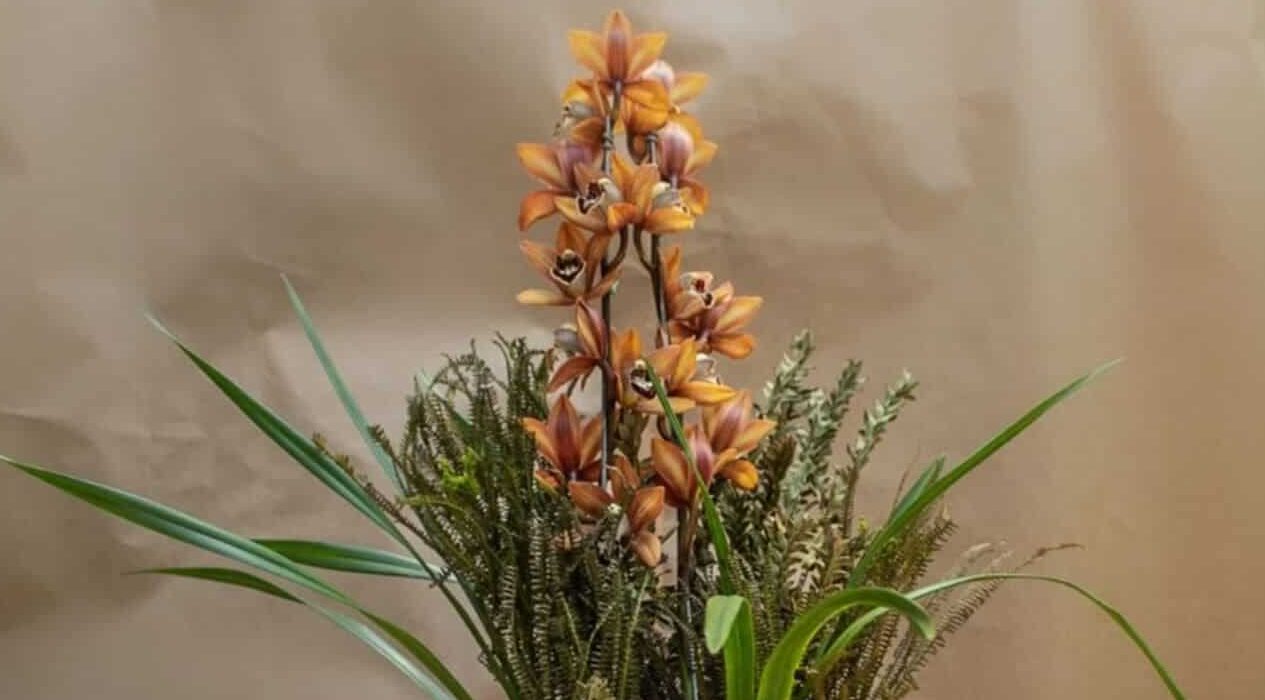 Orquídea cymbidium