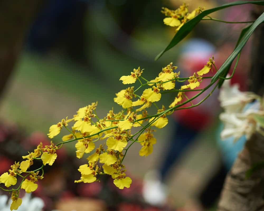 5 variedades de orquídeas do mato.