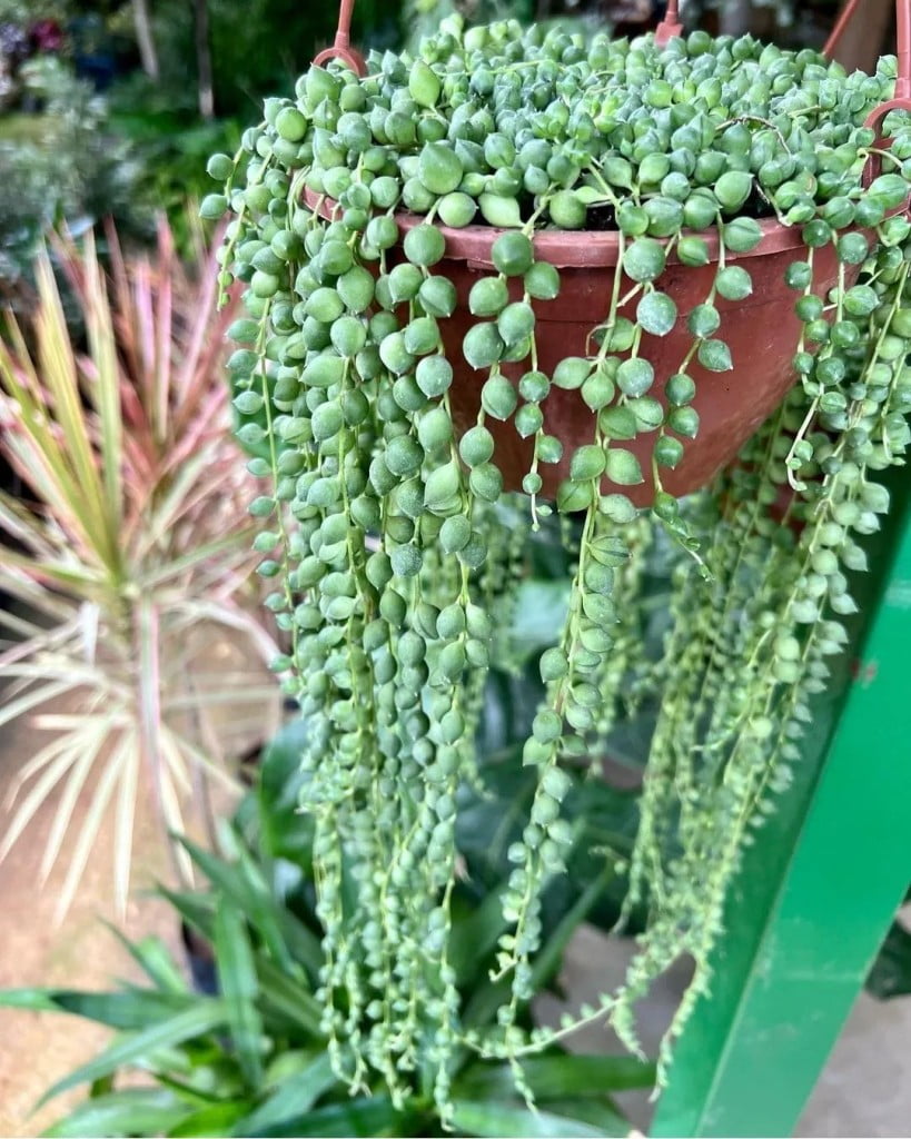 suculenta-colar-de-perola (1)