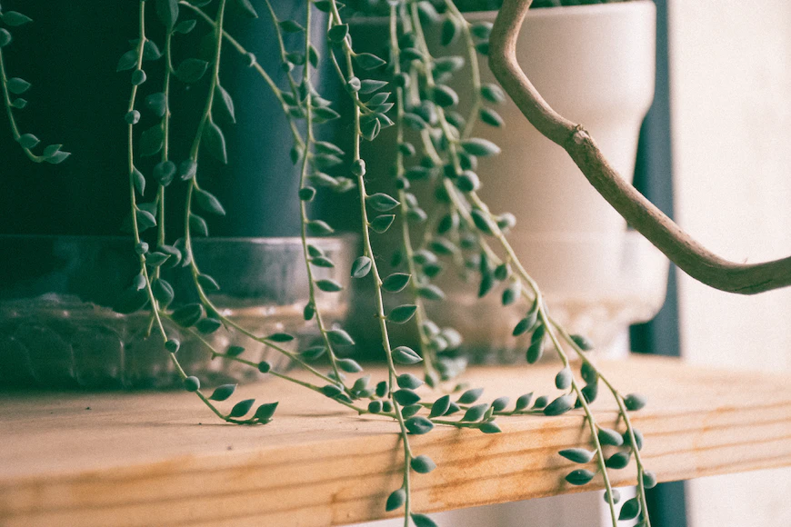Jardineiro de apartamento? As 7 plantas que você precisa conhecer