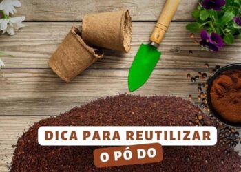 Como usar borra de cafe no cultivo de plantas