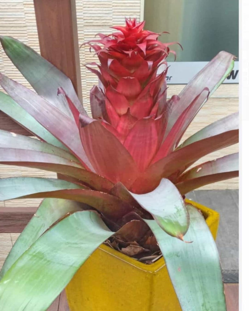 Bromélia imperial (Alcantarea imperialis): características e cuidados para seu cultivo.