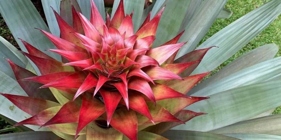 Bromélia imperial