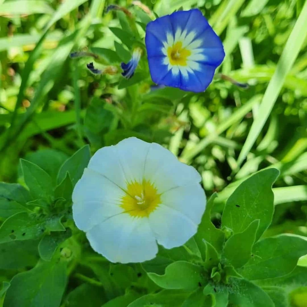 6 Plantas que gostam de sol ideais para cultivar em jardins.