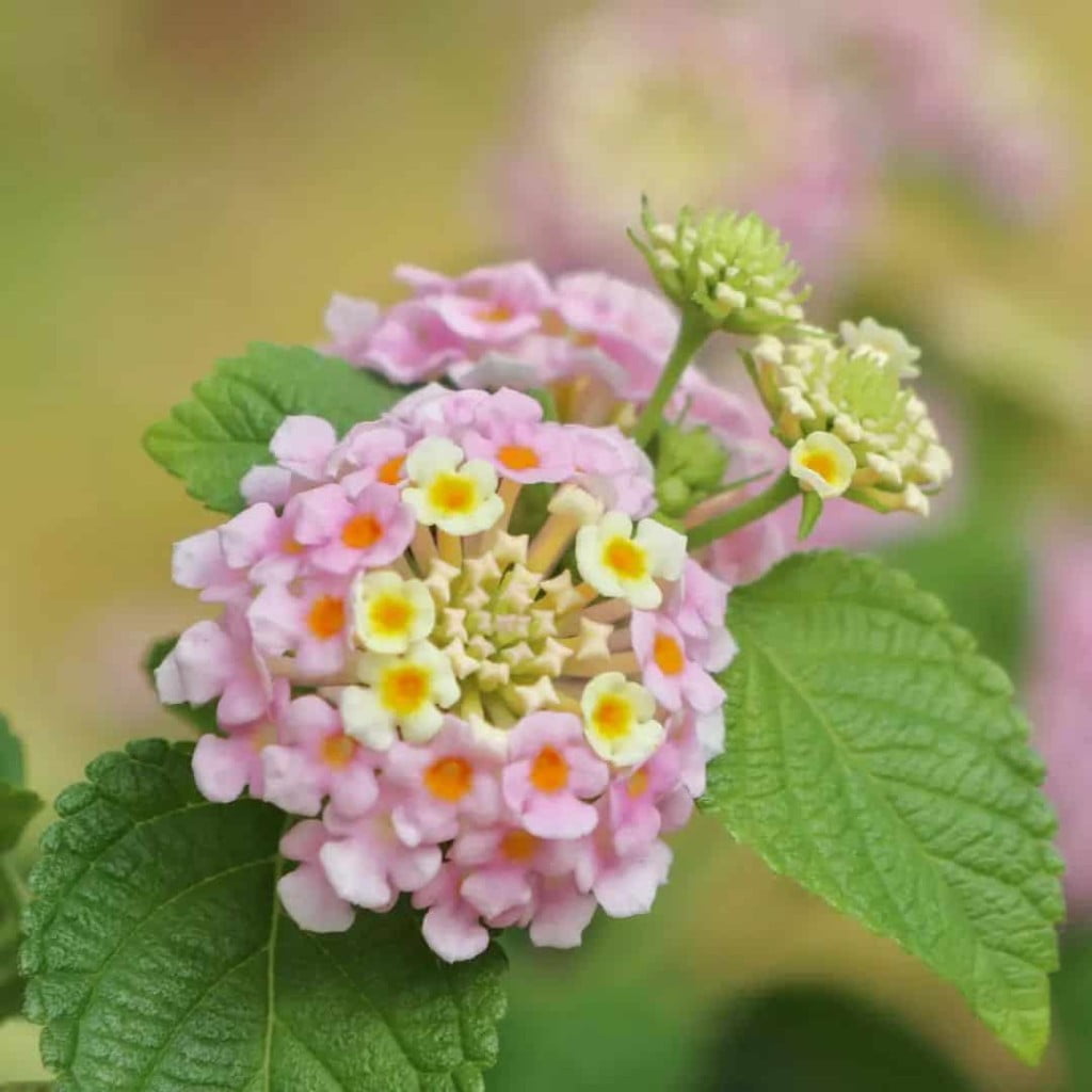 6 Plantas que gostam de sol ideais para cultivar em jardins.