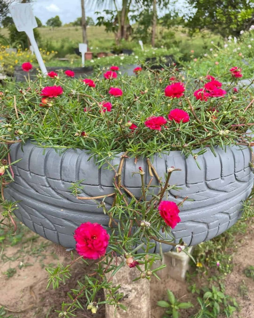 6 Plantas que gostam de sol ideais para cultivar em jardins.