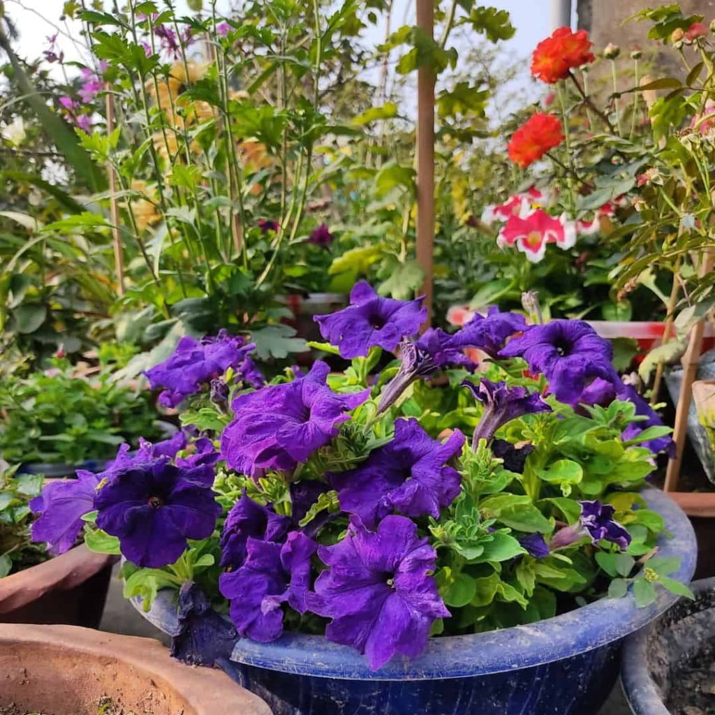 Canteiro de flores: dicas e ideias para um jardim mais colorido e aconchegante.