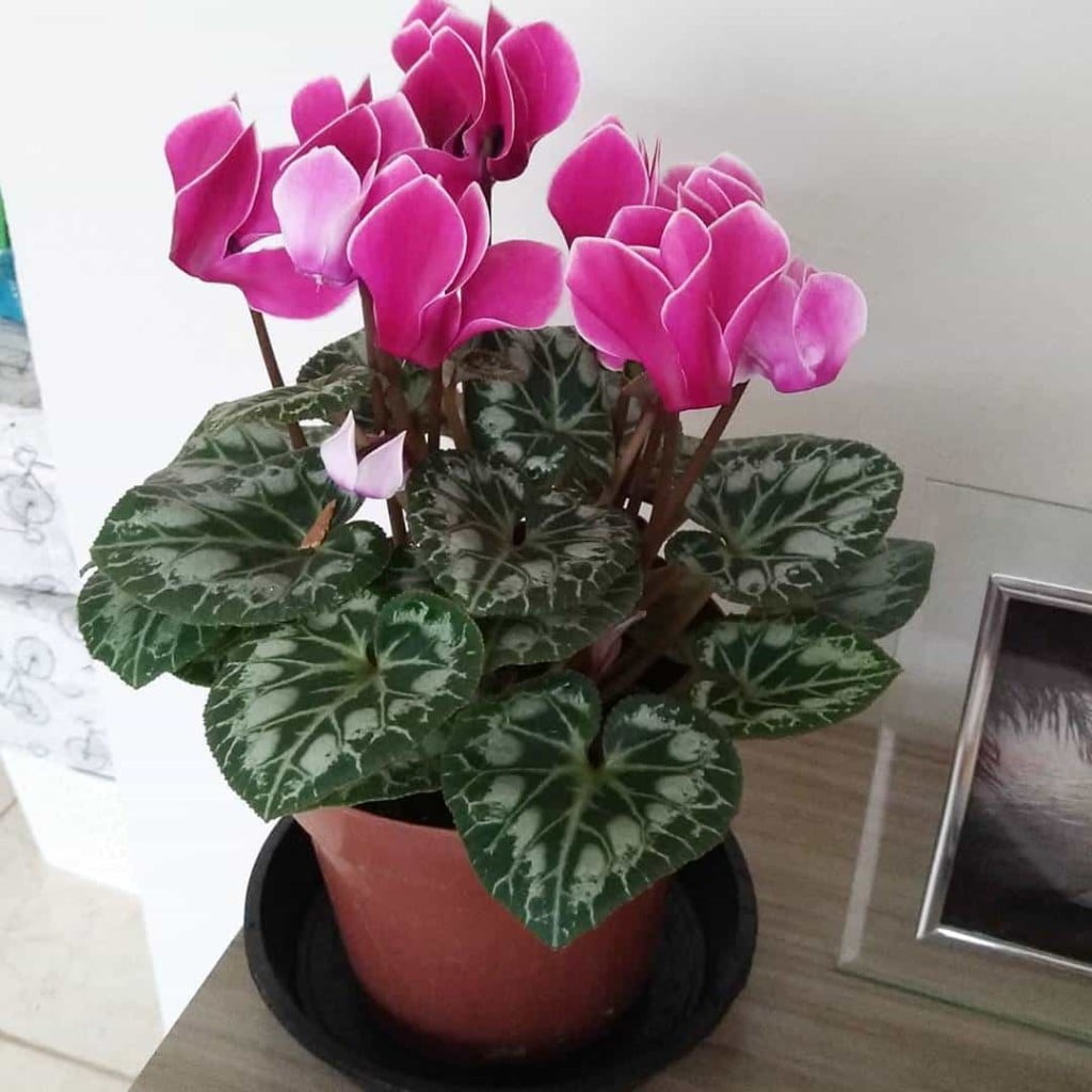8 flores rosas que embelezam ambientes e ainda trazem um ar de delicadeza e serenidade.