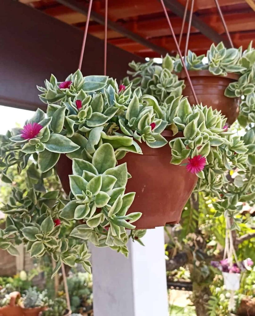 Rosinha de Sol: Guia Completo para Cultivar essa Suculenta Linda e Fácil de Cuidar