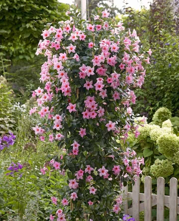 Cultive Dipladenia e tenha um jardim florido e vibrante: Guia prático para iniciantes