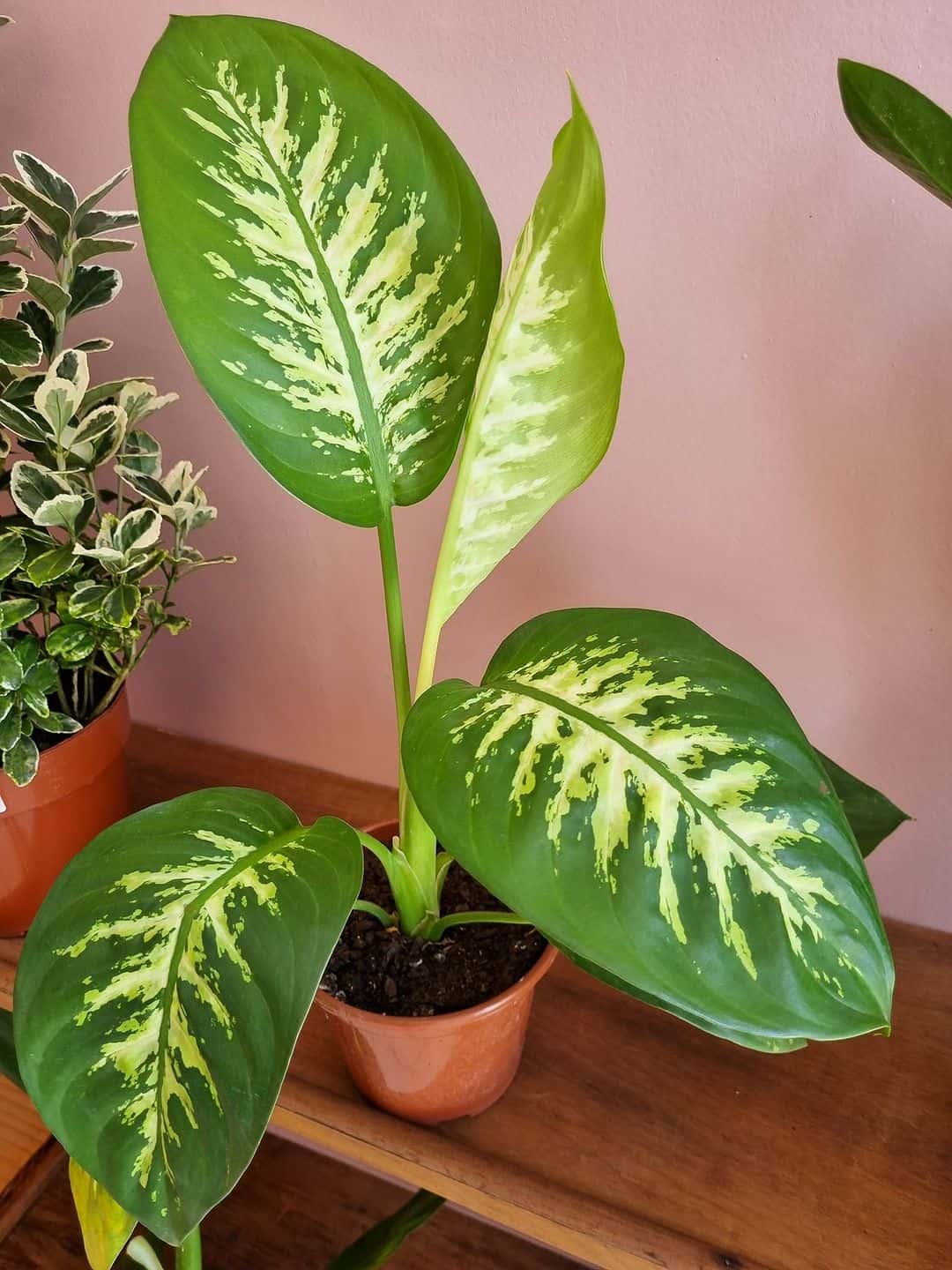 Planta comigo-ninguém-pode: significados, características e dicas para ...