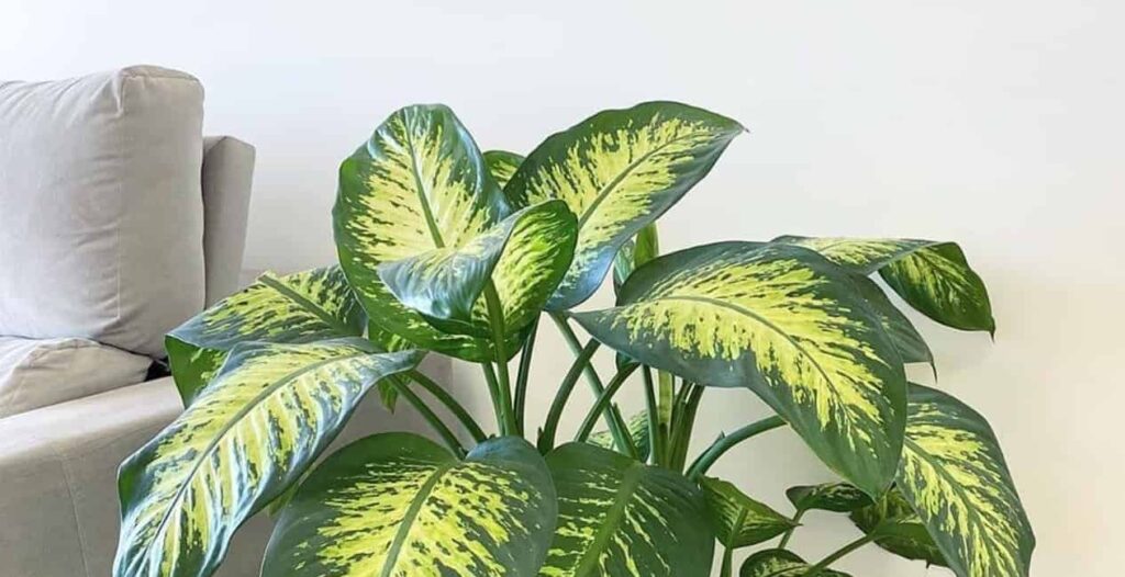 Planta comigo ninguém pode