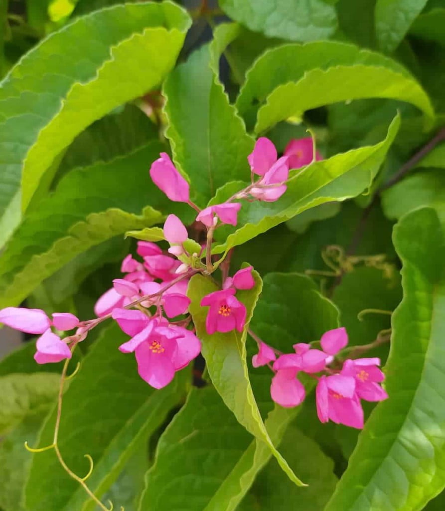 Amor Agarradinho: Beleza e Versatilidade para Seu Jardim em uma Só trepadeira