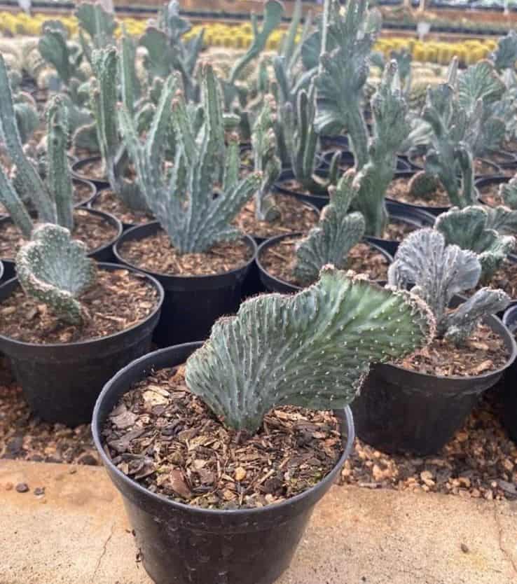 Cacto rabo de sereia: Dicas infalíveis para manter sua Cleistocactus cristata linda e saudável