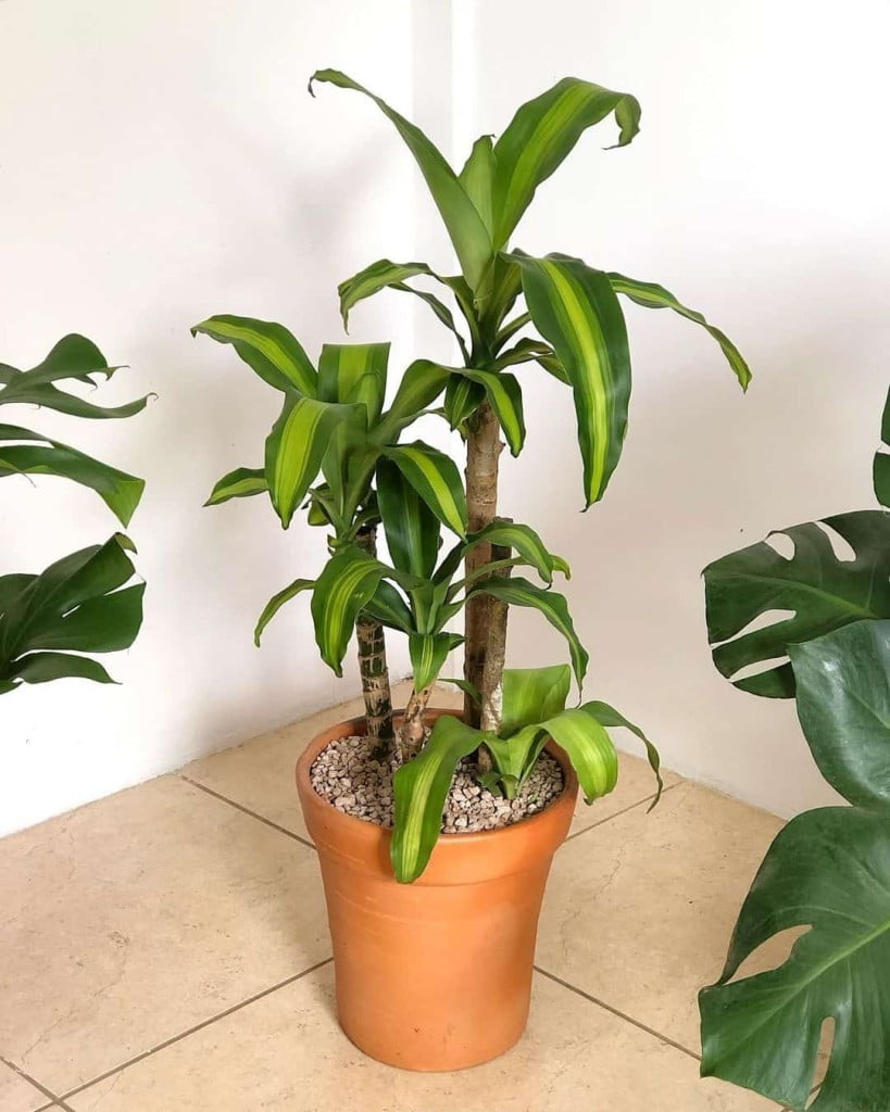 Ar puro dentro de casa: conheça plantas que purificam o ar e vivem bem sem sol direto