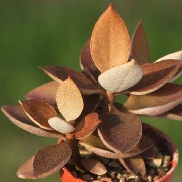 (Kalanchoe Orgyalis