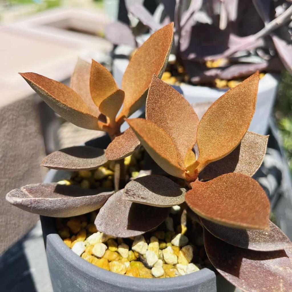 3 Plantas "Colheres" para Transformar seu Jardim em um Cenário Encantador