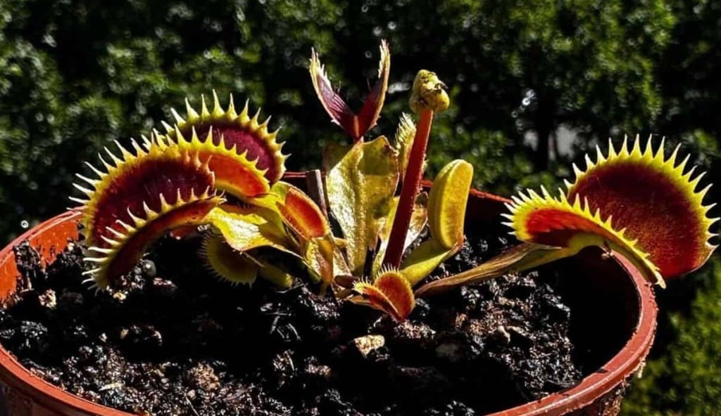 Planta carnívora dioneia