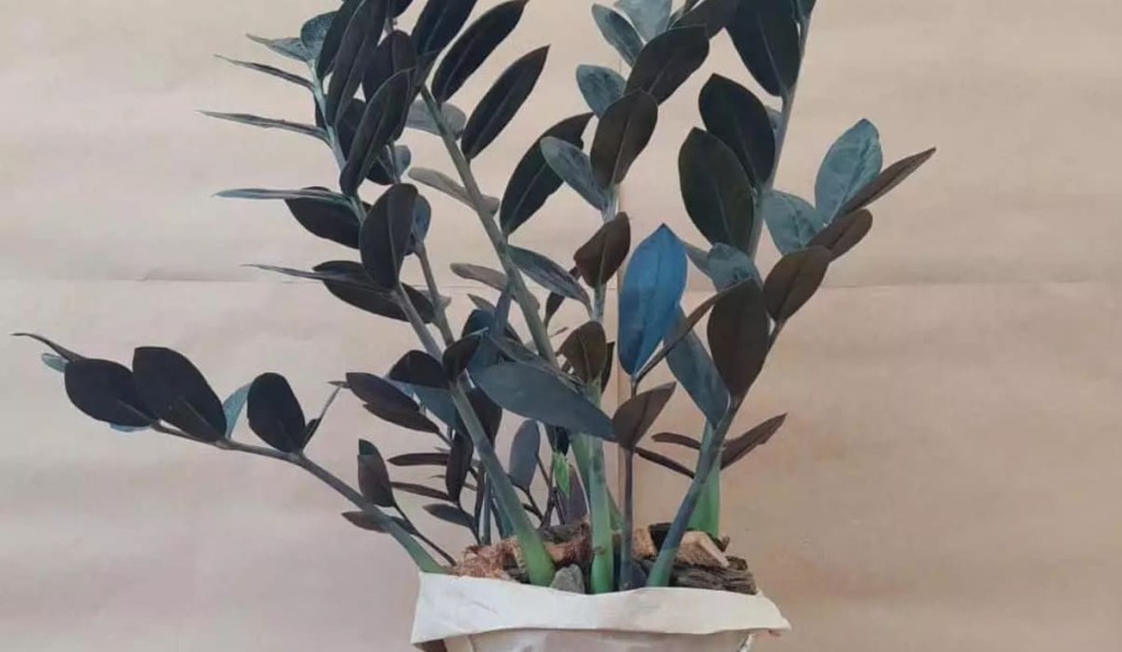 Motivos para Você Ter uma Planta da Fortuna em Casa