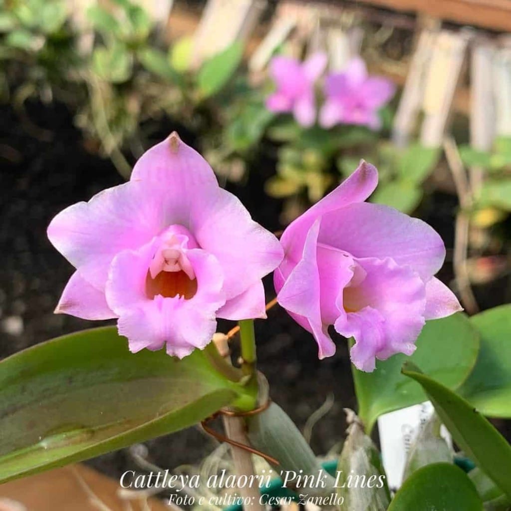 Flores de Janeiro: Harmonia e Inspiração para Começar o Ano
