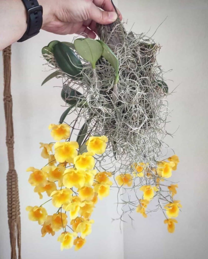 Flores que encantam dentro de casa: cinco espécies ideais para espaços iluminados