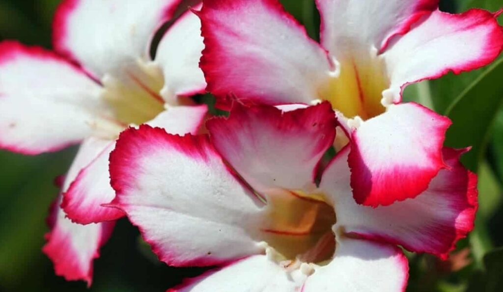 Como cultivar a rosa do deserto