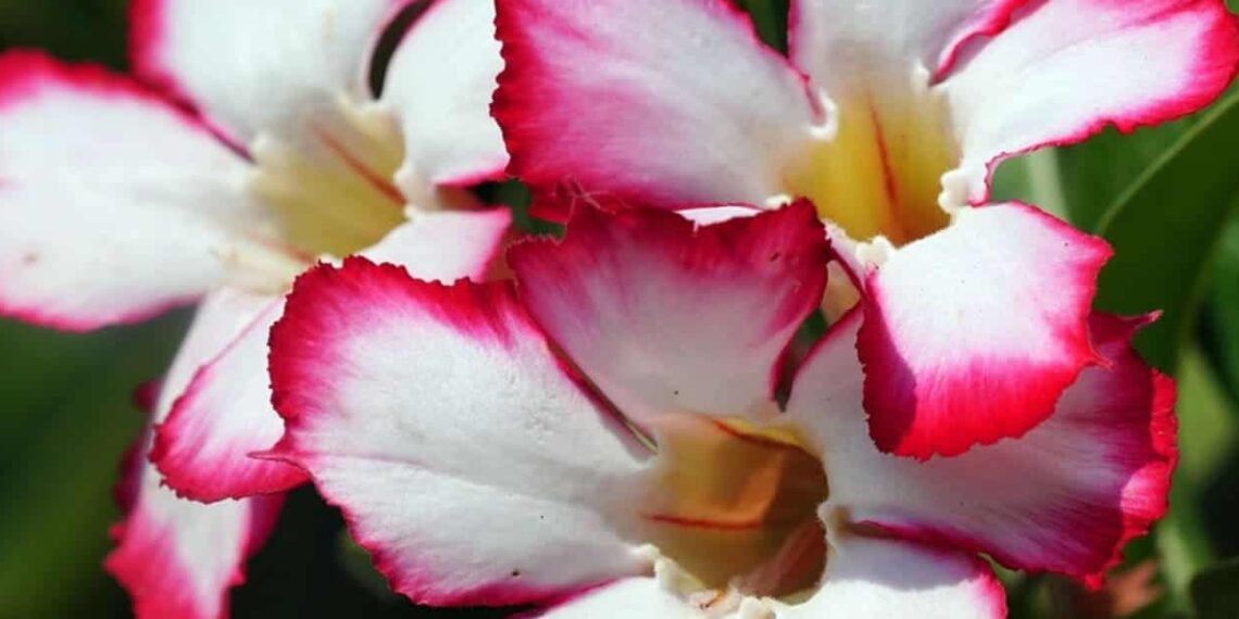 Como cultivar a rosa do deserto