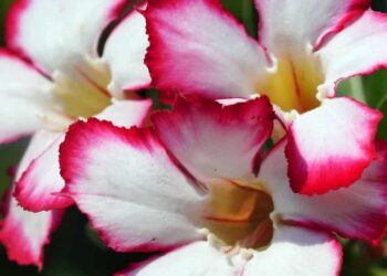 Como cultivar a rosa do deserto