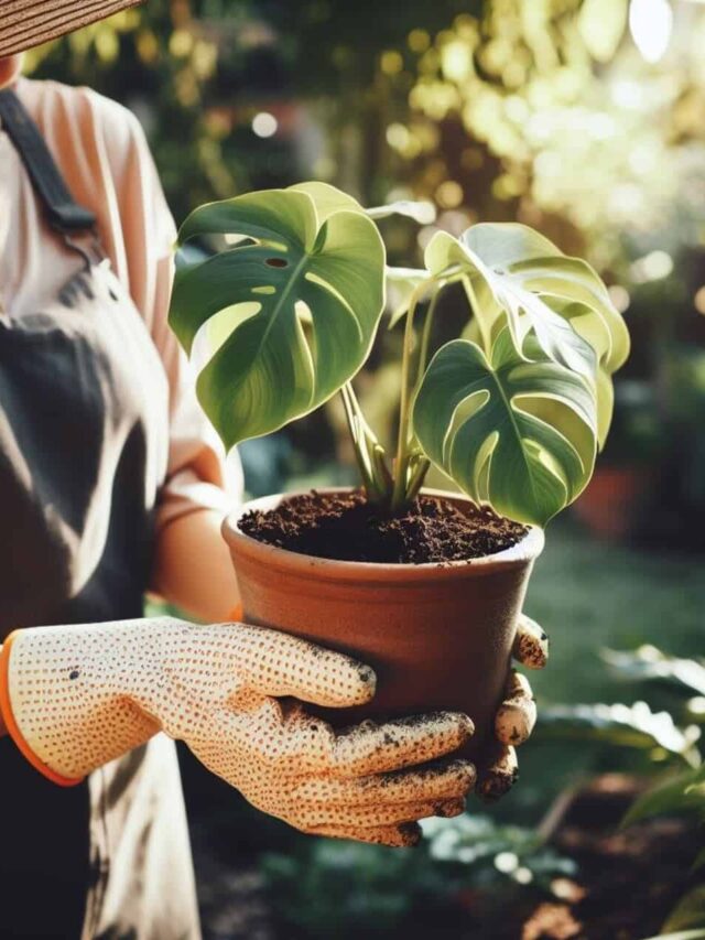 como plantar costela de adao