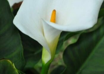 flor-copo-de-leite-2