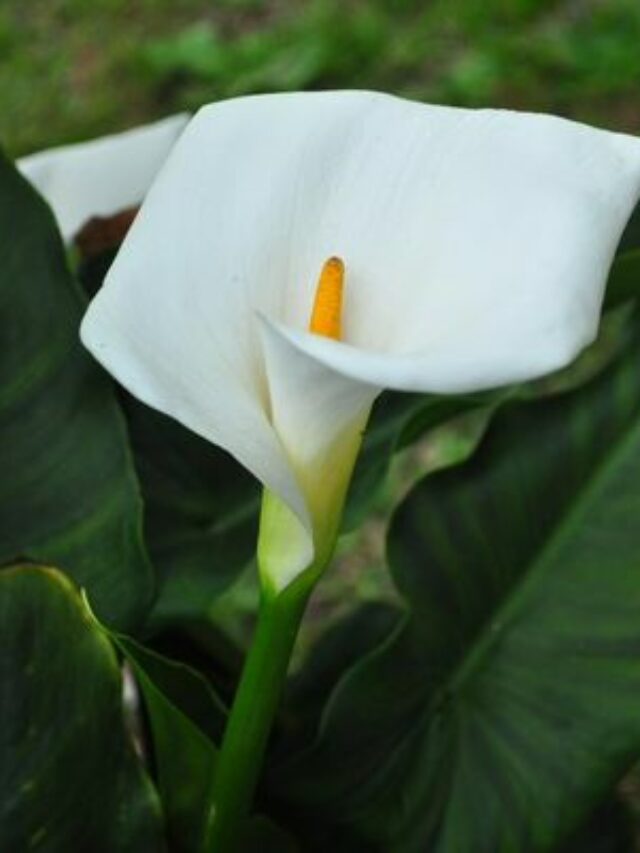 flor-copo-de-leite-2