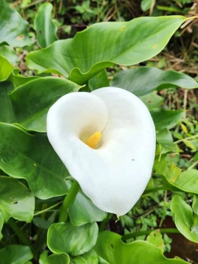Flor copo de leite