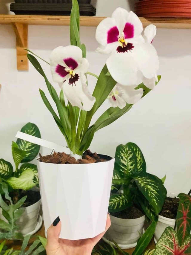Orquidea miltonia