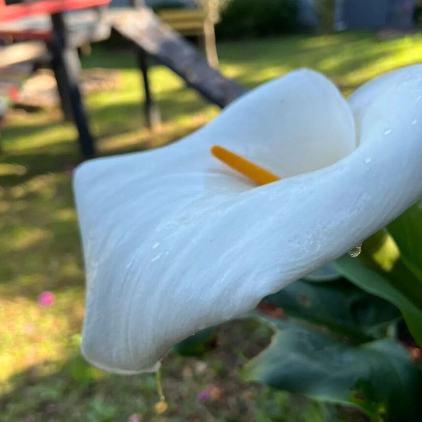 Plantas com nomes curiosos: conheça as histórias surpreendentes por trás dessas espécies