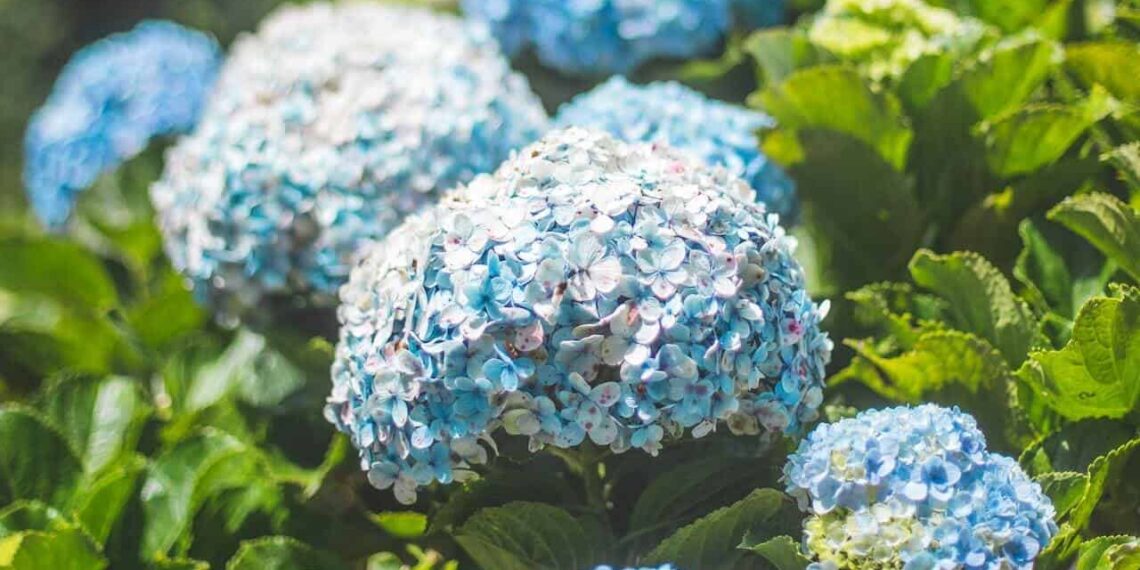Flores azuis