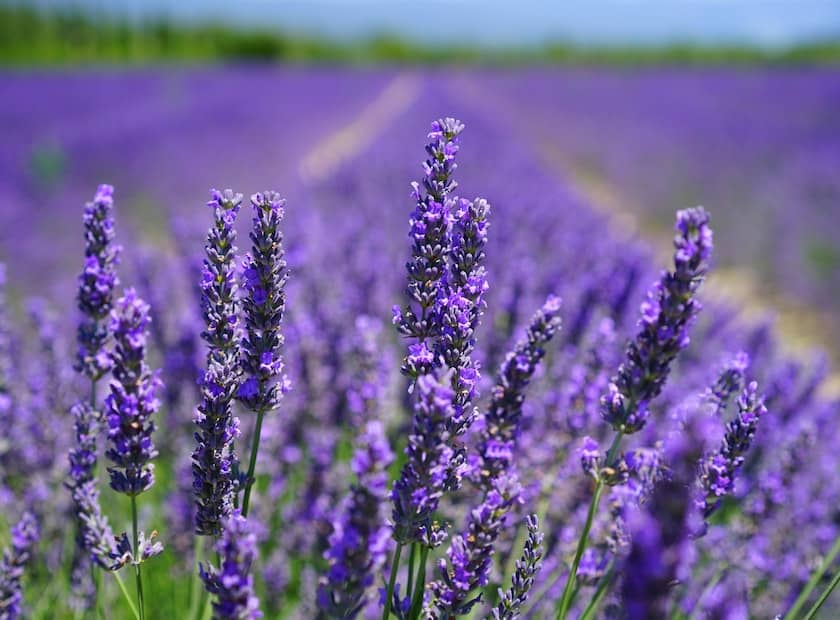 Plantas que Afastam Escorpiões: Proteção Natural e Eficaz para o Lar