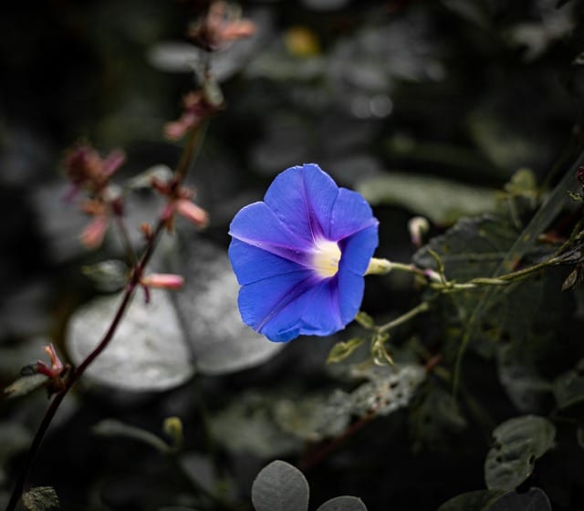 6 flores azuis que transformam jardins e vasos com charme incomum