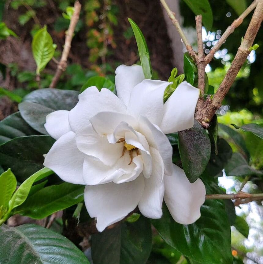 gardênia flor
